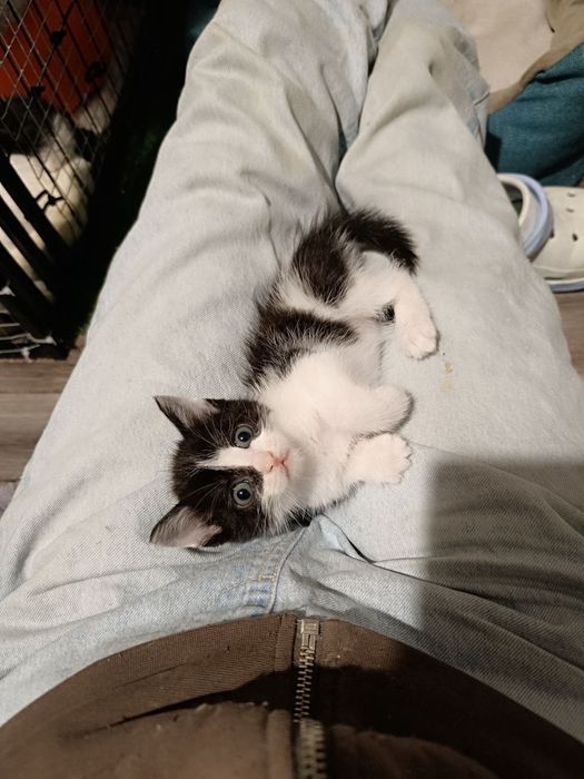Маленький котёнок бесплатно
