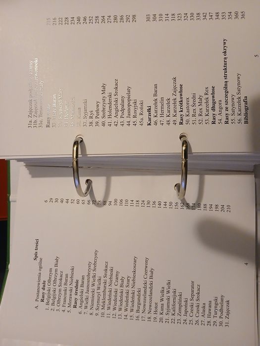 wzorzec królików rasowych