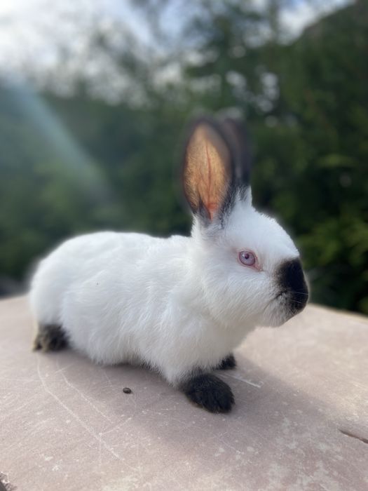 Каліфорнія 3 міс