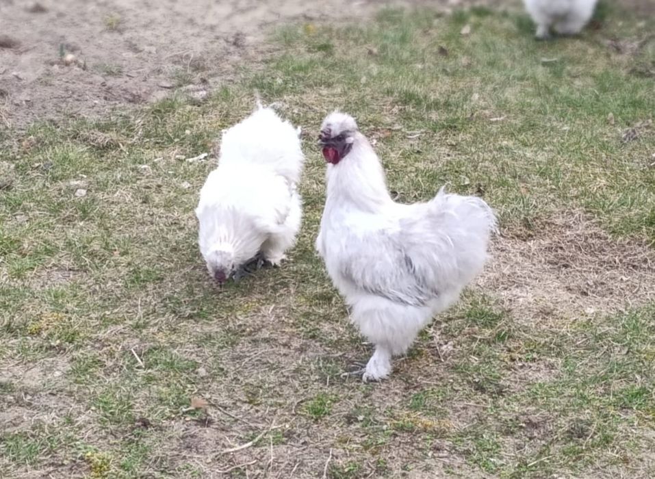 Kogut SILKA lawendowy