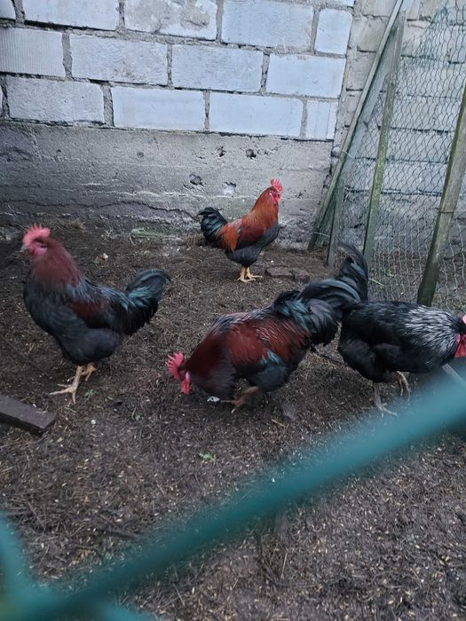 Młode koguty, mix araukan, tęczanka, australorp