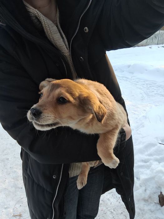 Віддам цуценят в хороші руки
