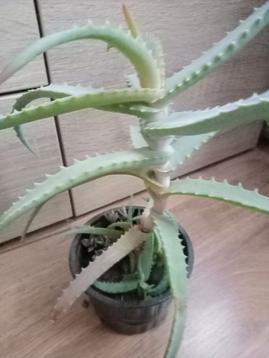 Алое столітник 3 роки