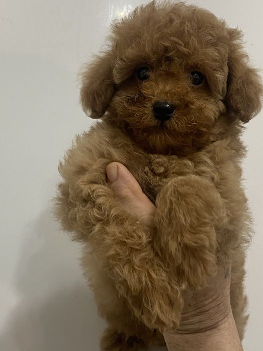 Мальчик той пудель ред