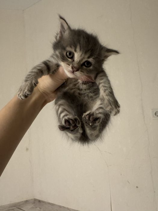 Кошенята в хороші руки