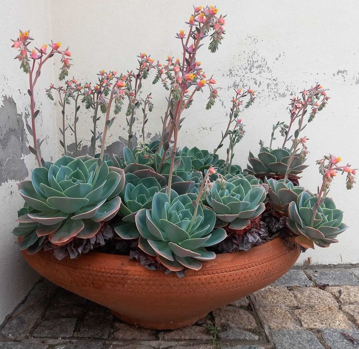 Lote de cinco rosetas grandes de suculenta