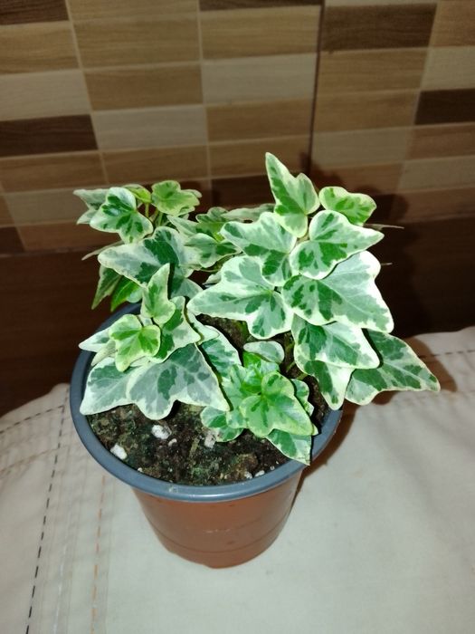 Спатифіліум Жіноче щастя, Хамедорея, Плющ