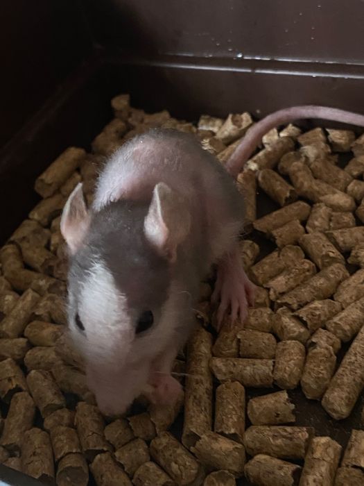 Пацюки декоративні