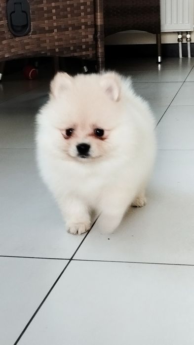 Szpic miniaturowy pomeranian