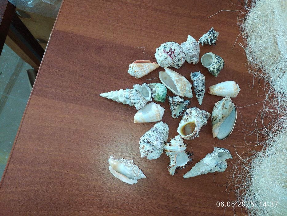 Ракушки для акваріума