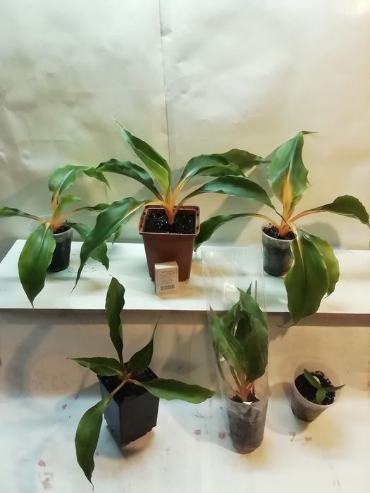 Продаю  долларовое дерево и др комнатные растения.