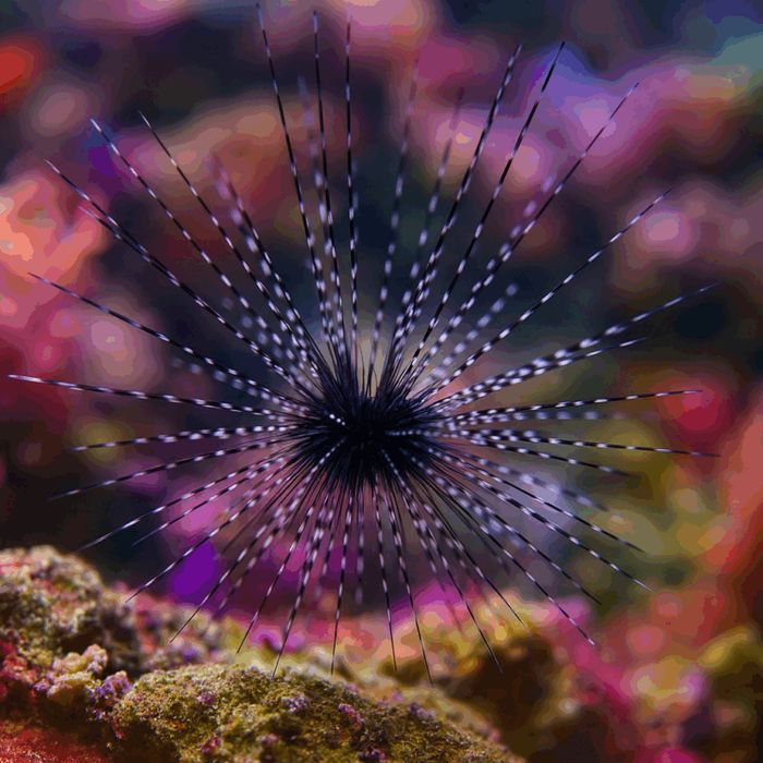 Diadema savignyi (S) {Bezkręgowiec morski}