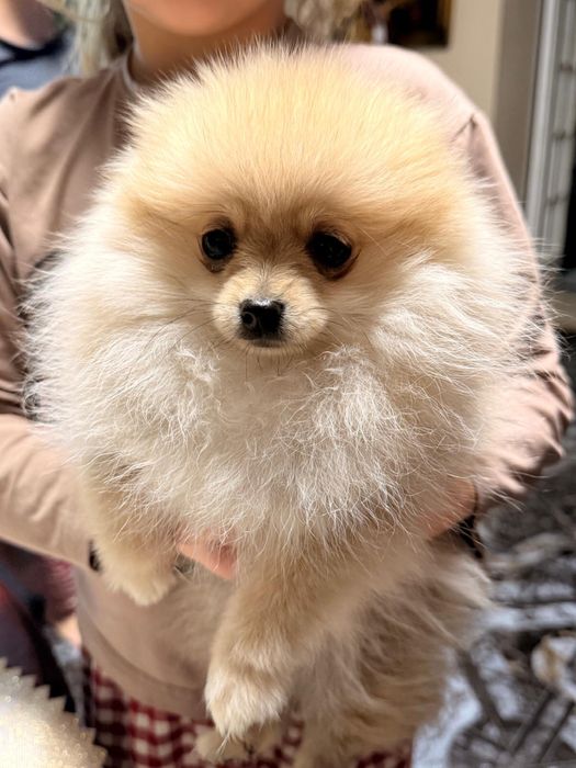 Szpic miniaturowy pomeranian