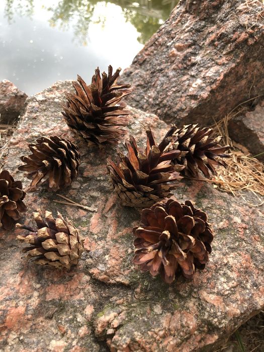 Шишки для декорацій