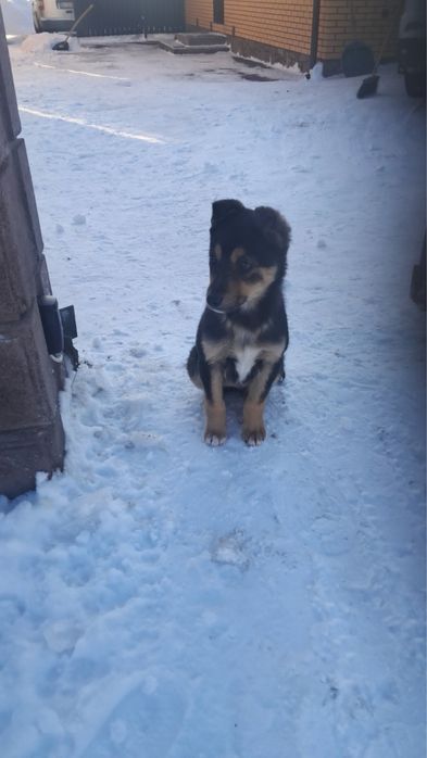 Віддам в добрі руки