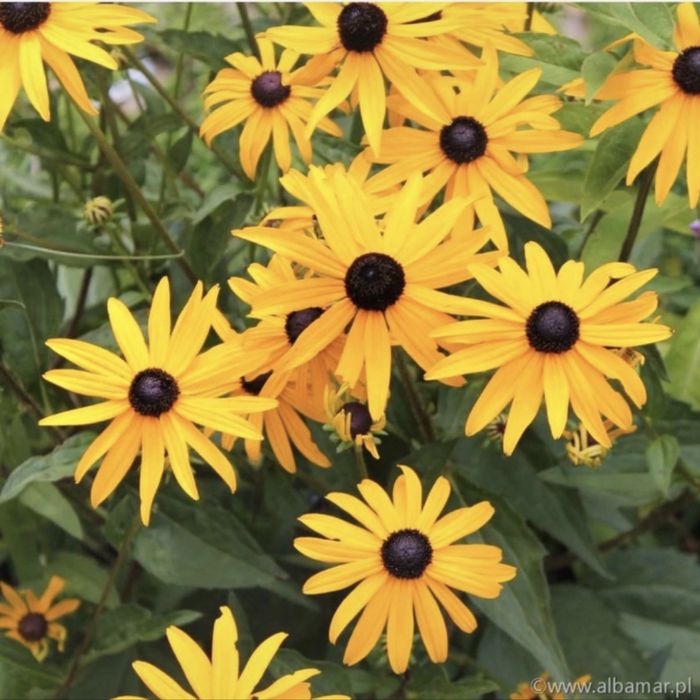 Nasiona rudbekii