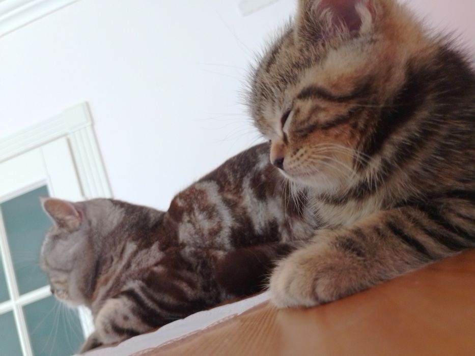 Котик шотландській прямовушка, копія тато!
