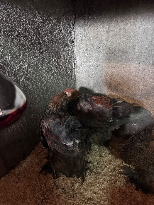 Vendo dois galitos brahma dourada