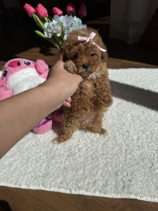 Маленькі карамельні цуценятка мальтипу