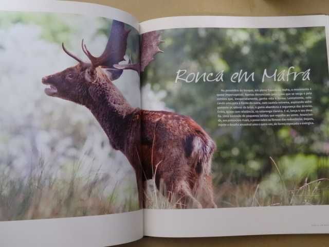 Senhores do Bosque de Paulo Caetano e Joaquim Pedro Ferreira