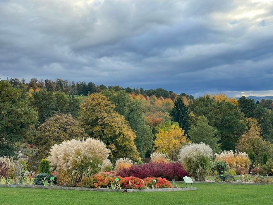 Miskant 3 metrowy trawa ozdobna