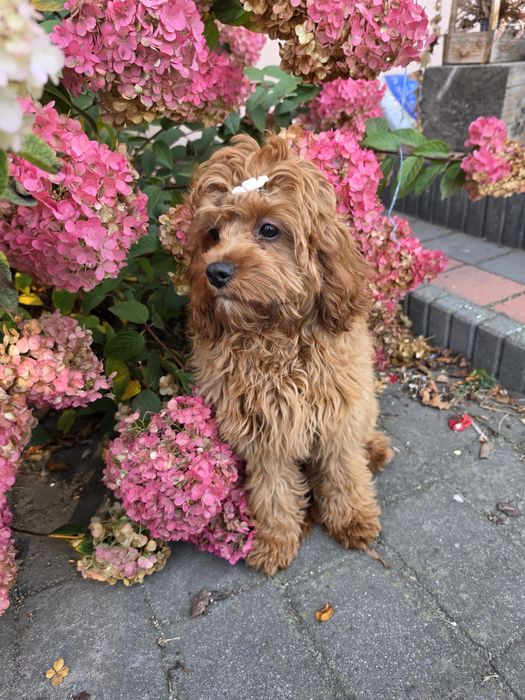 Sunia cavapoo f1