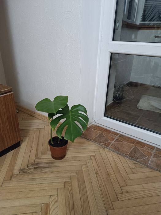 Продам вазон монстеру