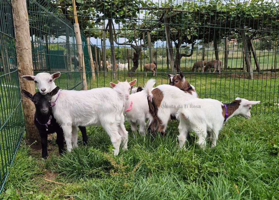 Cabras Fêmeas Micro Anãs e Anãs