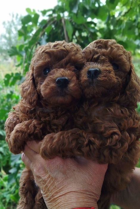 Той пудельки очаровашки