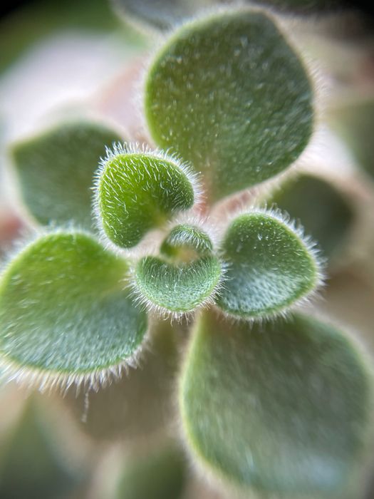 Суккуленти кімнатні сукуленты суккуленты