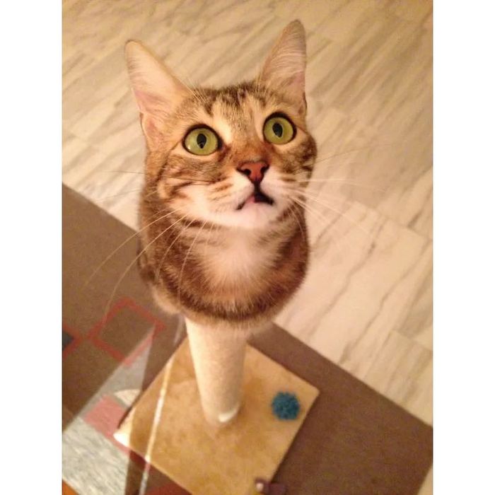 Słupek do drapania| NOWY | różne kolory