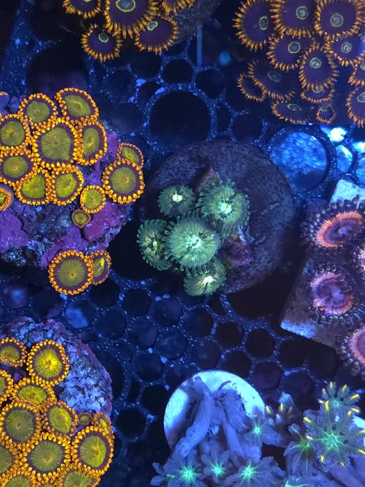 Pequenas colónias de zoas, corais de agua salgada