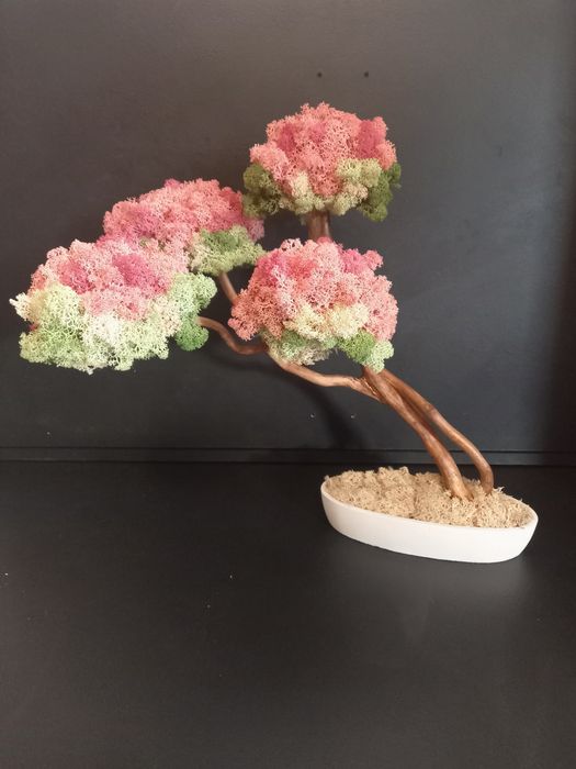 Drzewko bonsai kwitnące. Mech Chrobotek. Dekoracje wnętrz. Prezent.