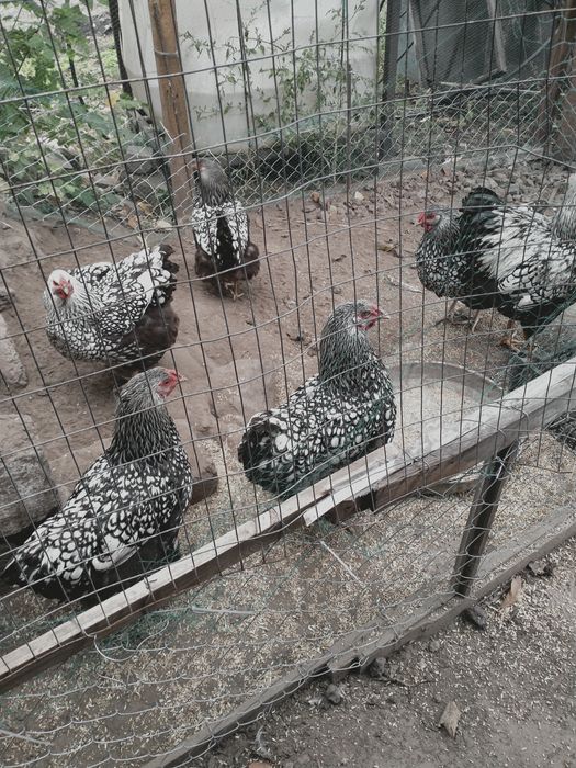 Продам інкубаційний яйця  породи курей віандот срібло Віандот срібла