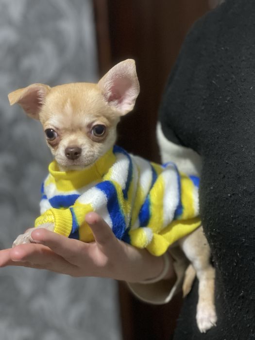 хлопчик чихуахуа 2 місяці