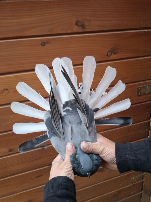 Gołebie Szaryki Siwe