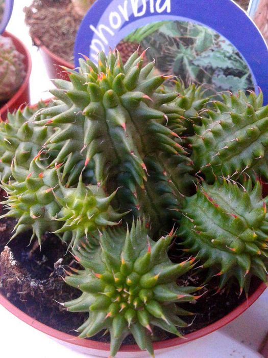 Cactos e Suculentas raras . várias espécies