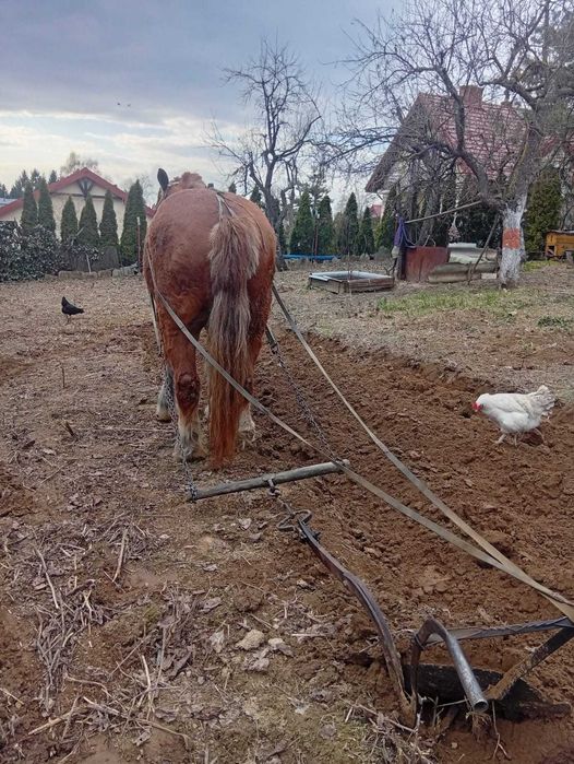 Sprzedam klacz,wiek 20 lat