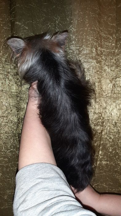 Мини девочка йоркширского терьера 8 месяцев.