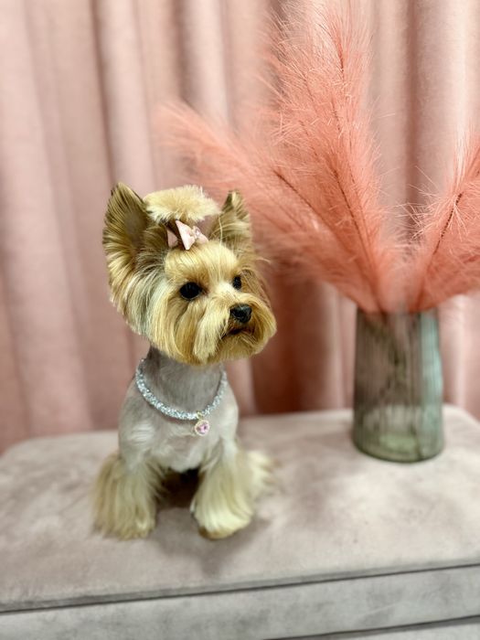 Грумінг у Винниках