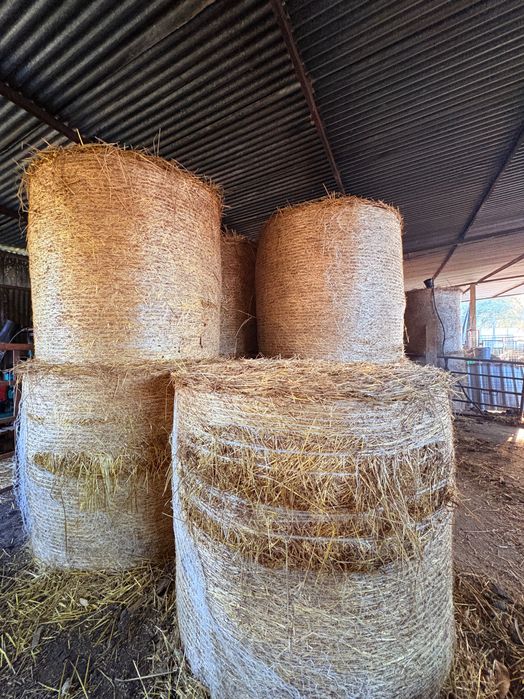 Rolos de Palha para venda