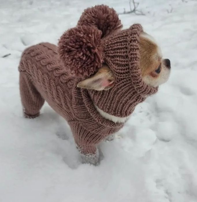 Одежда для собак