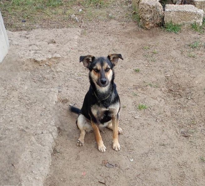 Отдам даром в добрые руки собаку