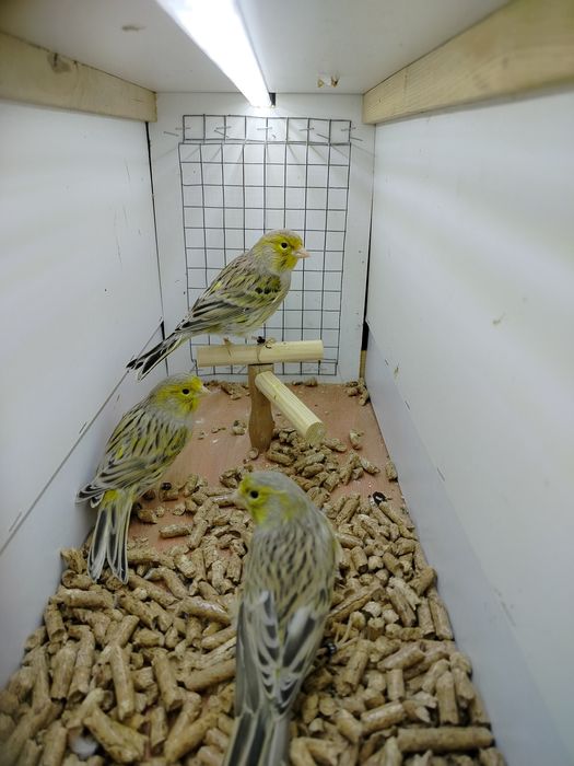 Samiczki kanarków 2025