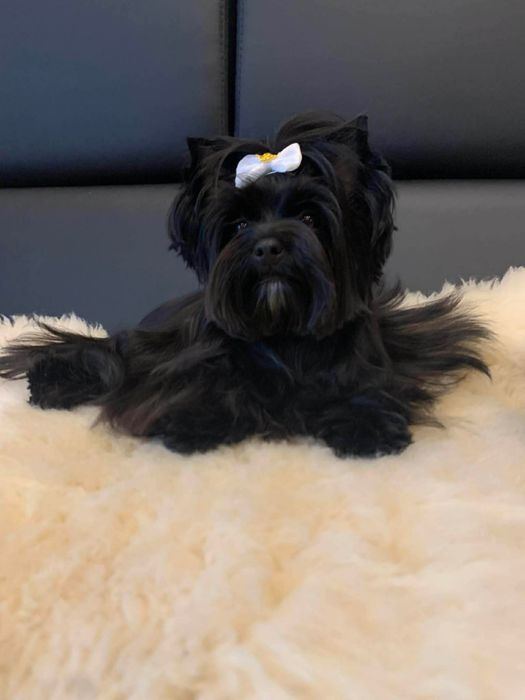 Piesek  Biewer samiec