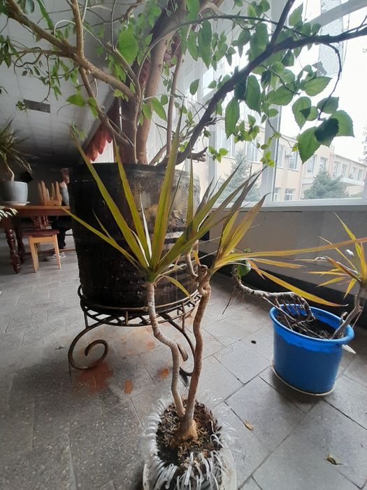 Продам великі і не дуже кімнатні рослини