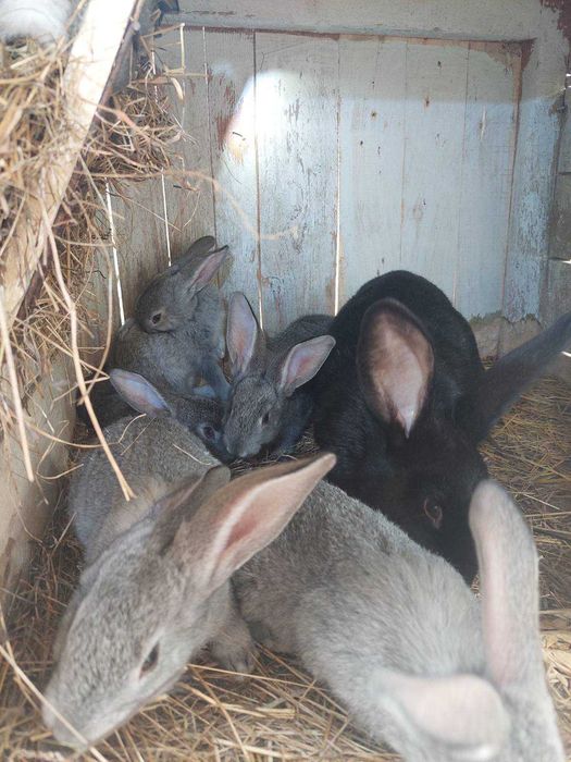 Кролики (молодняк)
