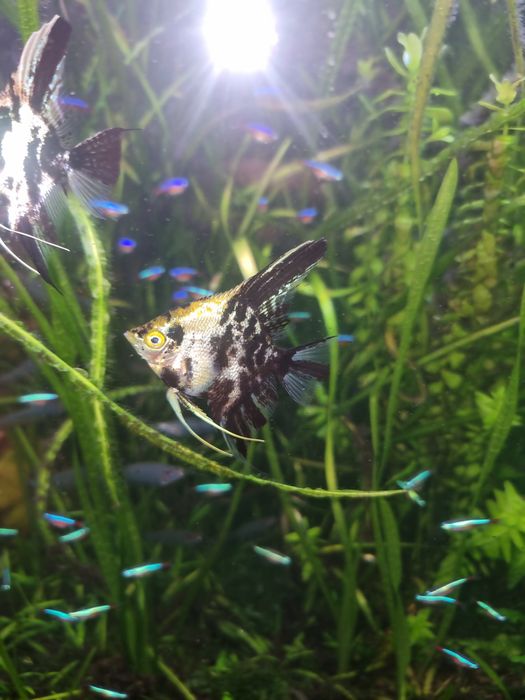 Skalary.           .