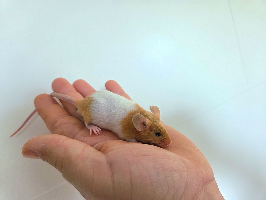 Sprzedam myszy rasowe różnych odmian