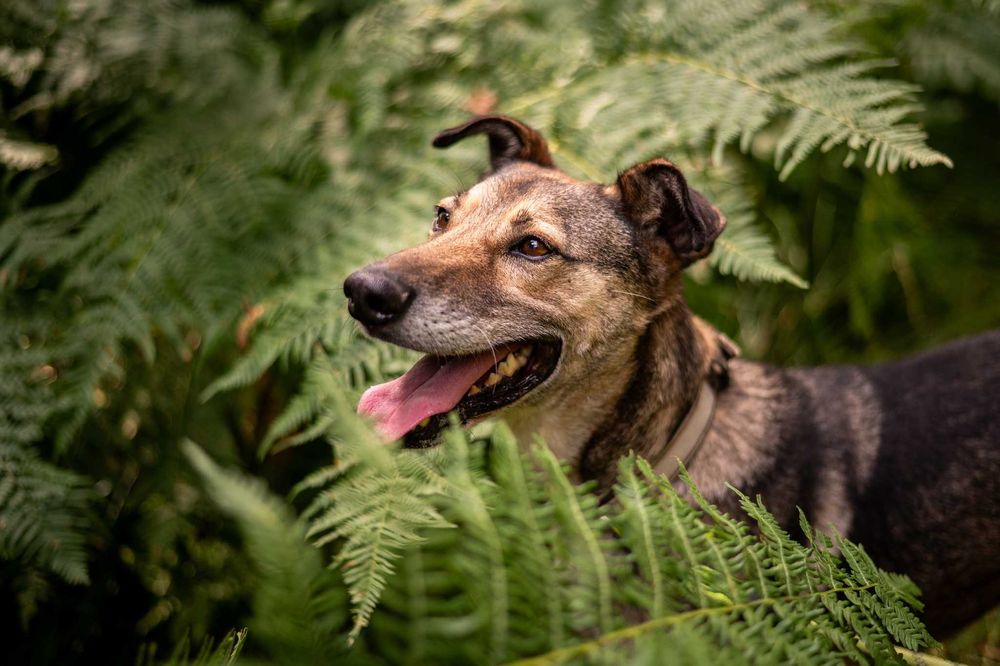 Miszel -wdzięk i elegancja, aktywny psiak do adopcji.